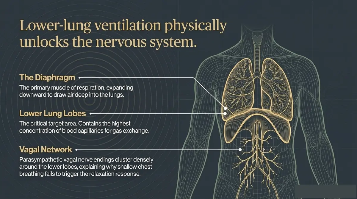 Lower-lung ventilation physically unlocks the nervous system Infographic 3