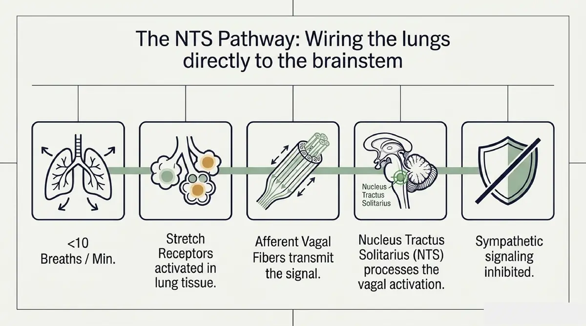 Nucleus Tractus Solitarius NTS Brainstem Pathway Infographic 5